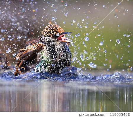European Starling splashing into the water, Washington DC, USA 119635438