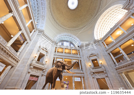 Main Hall of the National Museum of Natural History in Washington D.C. Main Hall of the National Museum of Natural History in Washington D.C. 119635444