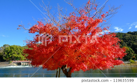 Uji River Tower Island in Autumn 119635599