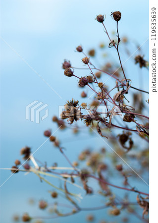 After the flower of Amerika sardine grass (American Sendangusa) After the flower of Amerika sardine grass (American Sendangusa) 119635639