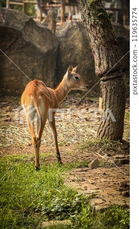 deer elegantly pose on camera and walks through a natural woodland environment, showcasing its graceful movement and natural habitat. The serene setting highlights the beauty and tranquility of deer elegantly pose on camera and walks through a natural woodland environment, showcasing its graceful movement and natural habitat. The serene setting highlights the beauty and tranquility of 119635774