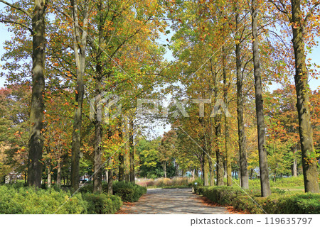 A tree lined with autumn leaves A tree lined with autumn leaves 119635797