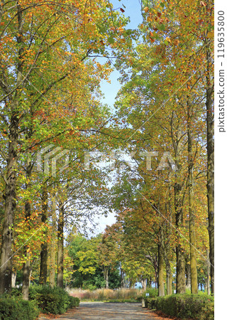 A tree lined with autumn leaves A tree lined with autumn leaves 119635800