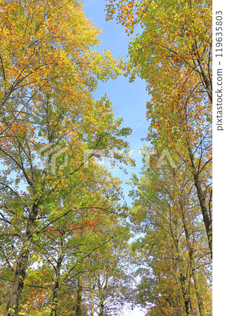 A tree lined with autumn leaves A tree lined with autumn leaves 119635803