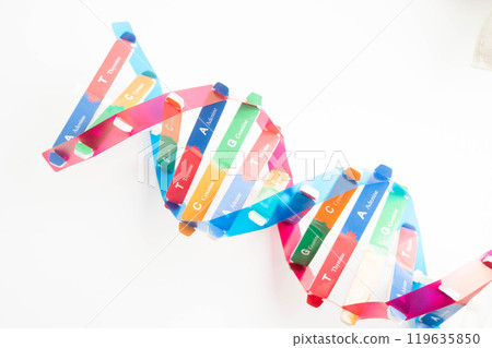 DNA molecule spiral structure model isolated on white background, chromosome and gene chemical science biology. DNA molecule spiral structure model isolated on white background, chromosome and gene chemical science biology. 119635850