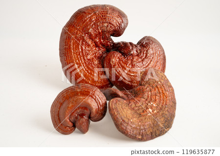 Lingzhi or Reishi mushroom with capsules, organic natural healthy food. 119635877