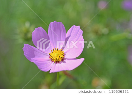 Cosmos flowers Cosmos flowers 119636351