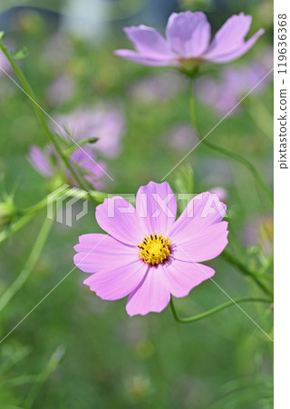 Cosmos flowers 119636368