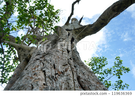 The big tree oak in the forest 119636369