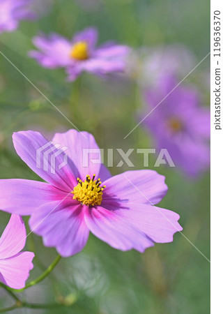 Cosmos flowers Cosmos flowers 119636370