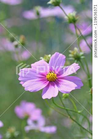 Cosmos flowers 119636371