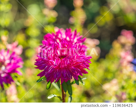 Bunch of purple aster flowers. Flowering plant in autumnal garden Bunch of purple aster flowers. Flowering plant in autumnal garden 119636425