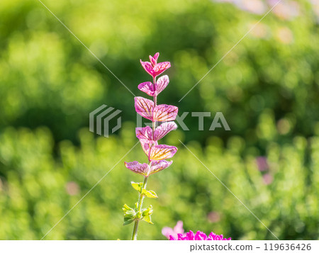 Salvia pink flowers with green leaves Blossom, medicinal plant in summer, close-up Salvia pink flowers with green leaves Blossom, medicinal plant in summer, close-up 119636426