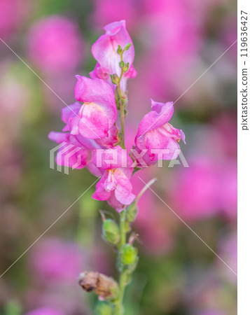 Pink flowers in the garden called Snapdragon or Antirrhinum majus or Bunny rabbits. Pink flowers in the garden called Snapdragon or Antirrhinum majus or Bunny rabbits. 119636427