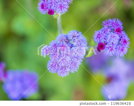 Close-up of small, purple flowers, Ageratum Houstonianum, also know as Floss flower, Pussy Foot, or Blue mink. 119636428