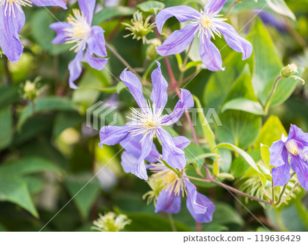 Spring Flowering Downy Clematis (Clematis macropetala). Close up of flowering blue Clematis on blurred background. Spring Flowering Downy Clematis (Clematis macropetala). Close up of flowering blue Clematis on blurred background. 119636429