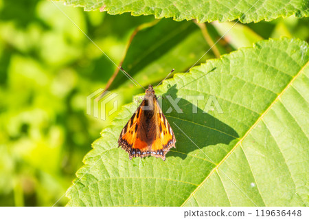 Small tortoiseshell (Aglais urticae), family Nymphalidae on green leaves. Blurred background 119636448