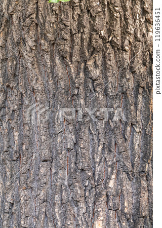 Bark texture and background of a old tree trunk. Detailed bark texture. 119636451