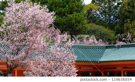 平安神宮附近的櫻花 119636854