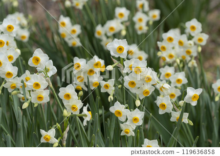 Daffodil flowers Daffodil flowers 119636858