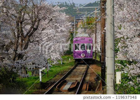 Cherry blossom tunnel and train Cherry blossom tunnel and train 119637348