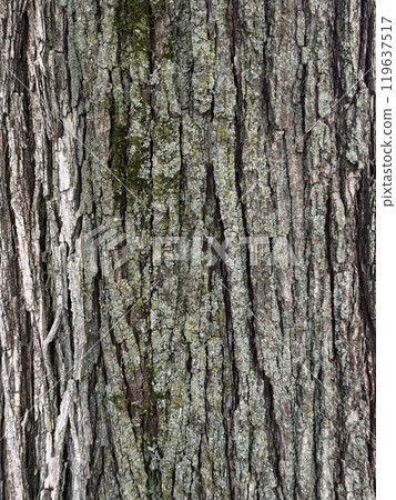 Bark Texture 119637517