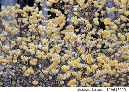 Mitsumata黃色花 119637533