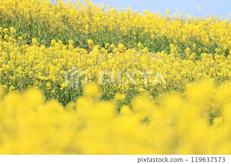 Rape blossoms that herald the arrival of spring 119637573
