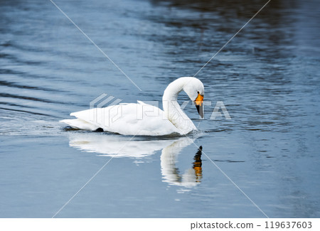 天鵝湖漂浮在湖面上,藝術寧靜 天鵝湖漂浮在湖面上,藝術寧靜 119637603