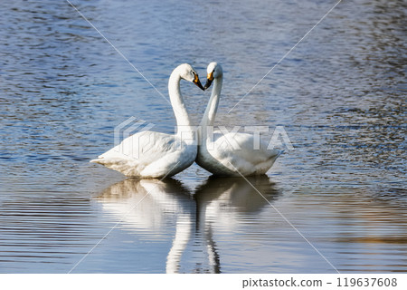 Swan Lake, artistic tranquility 119637608