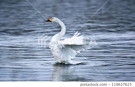 天鵝湖裡的天鵝展翅欲飛 天鵝湖裡的天鵝展翅欲飛 119637625