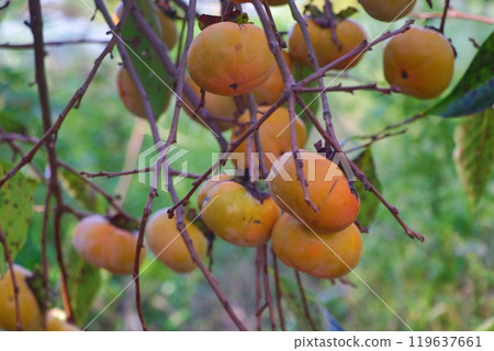 View of persimmon fruit View of persimmon fruit 119637661