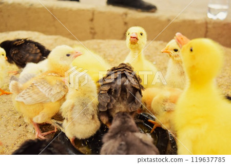 Flock of chicks, Uzbekistan 119637785