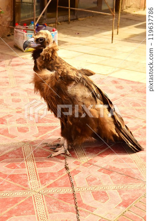 Falconry Falcon, Uzbekistan 119637786