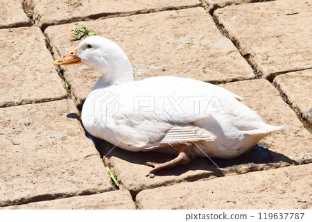 Roadside Ducks, Uzbekistan 119637787
