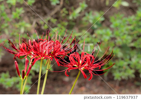 Colorful spider lilies bring a hint of autumn Colorful spider lilies bring a hint of autumn 119637937