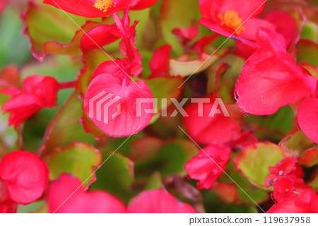 花壇 花壇 119637958