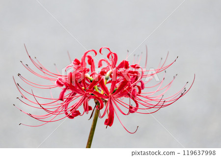 Colorful spider lilies bring a hint of autumn 119637998