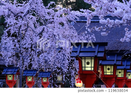 Sunset at the forefront of cherry blossoms 119638034