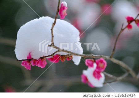 八重館紅梅被雪覆蓋 八重館紅梅被雪覆蓋 119638434
