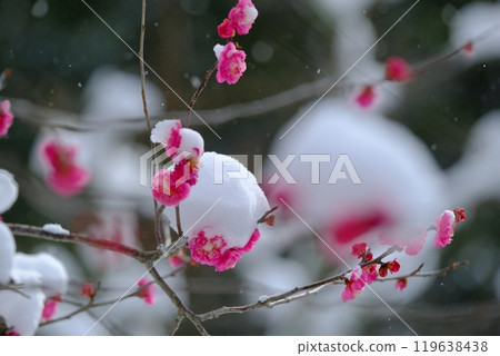 八重館紅梅被雪覆蓋 八重館紅梅被雪覆蓋 119638438