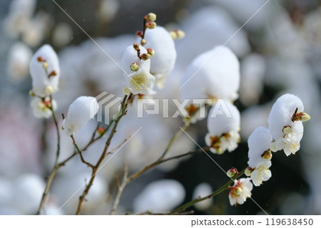 Early-blooming white plum blossoms covered in thick snow Early-blooming white plum blossoms covered in thick snow 119638450