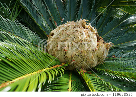 Living fossil: female cycad flower Living fossil: female cycad flower 119638555