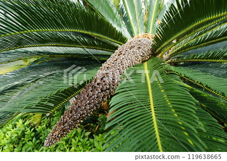 Living fossil: male cycad flower Living fossil: male cycad flower 119638665