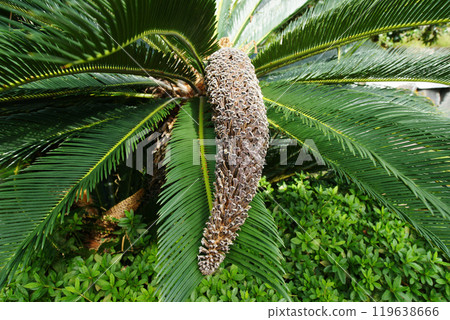 Living fossil: male cycad flower Living fossil: male cycad flower 119638666