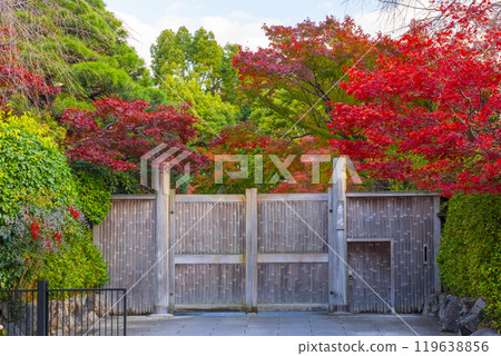 嵐山渡月橋周圍的秋樹，紅葉 119638856