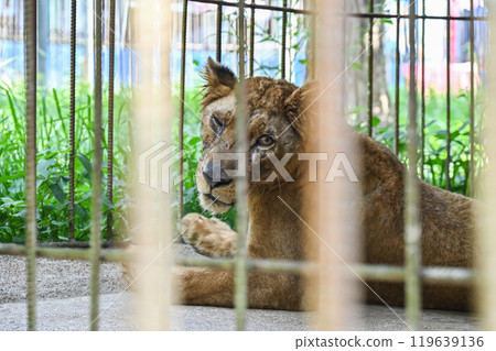 A female lion living in cage in wildlife conservation area in Thailand. A female lion living in cage in wildlife conservation area in Thailand. 119639136