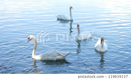 Mute swans living and floating in the lake. The swan is a genus of waterfowl that has the ability to swim and fly with incredible speed and agility. 119639137