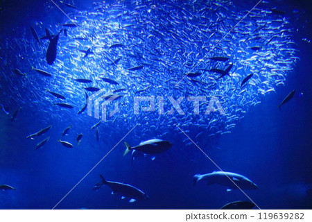 一群魚 一群魚 119639282