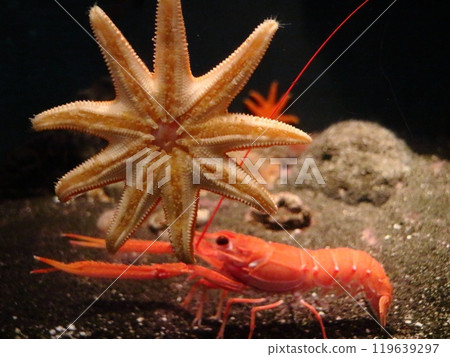 海星和紅蝦 海星和紅蝦 119639297